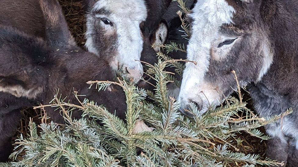 Donkeys with christmas tree