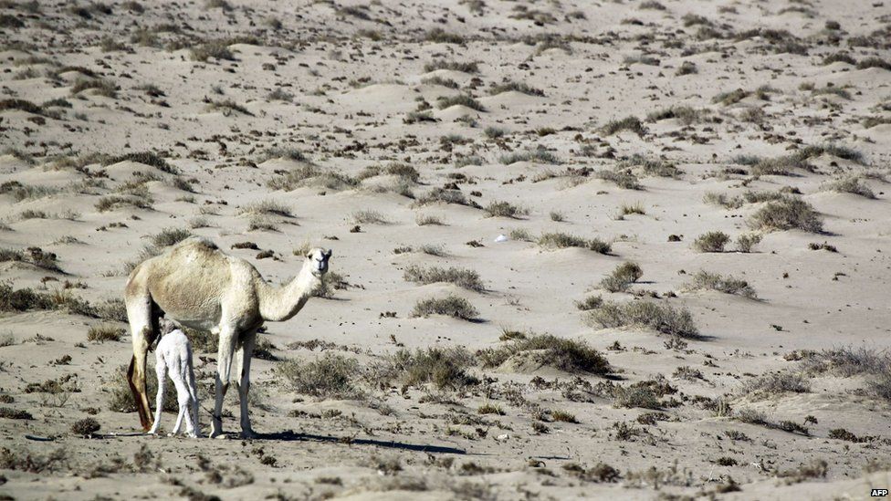 A camel with her calf in the Iraqi desert near Samawa, 14 December 2015