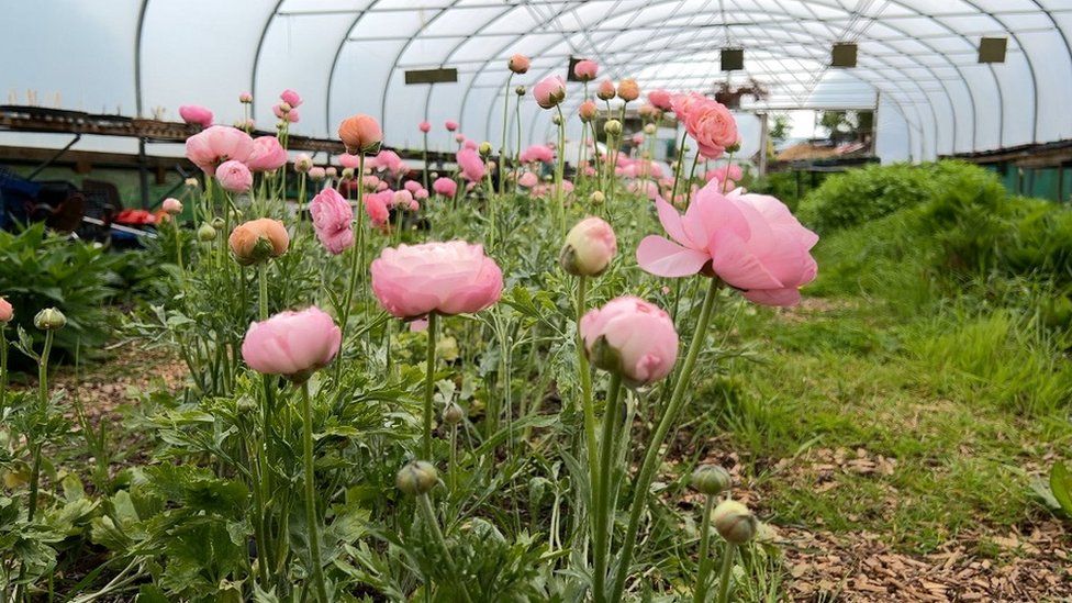A selection of pink flowers in a polytunnel at Hartcliffe City Farm in Bristol