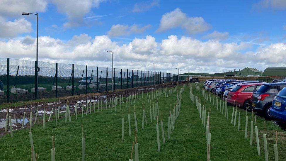 Tree whips planted in rows at W-Site, RNAS Culdrose