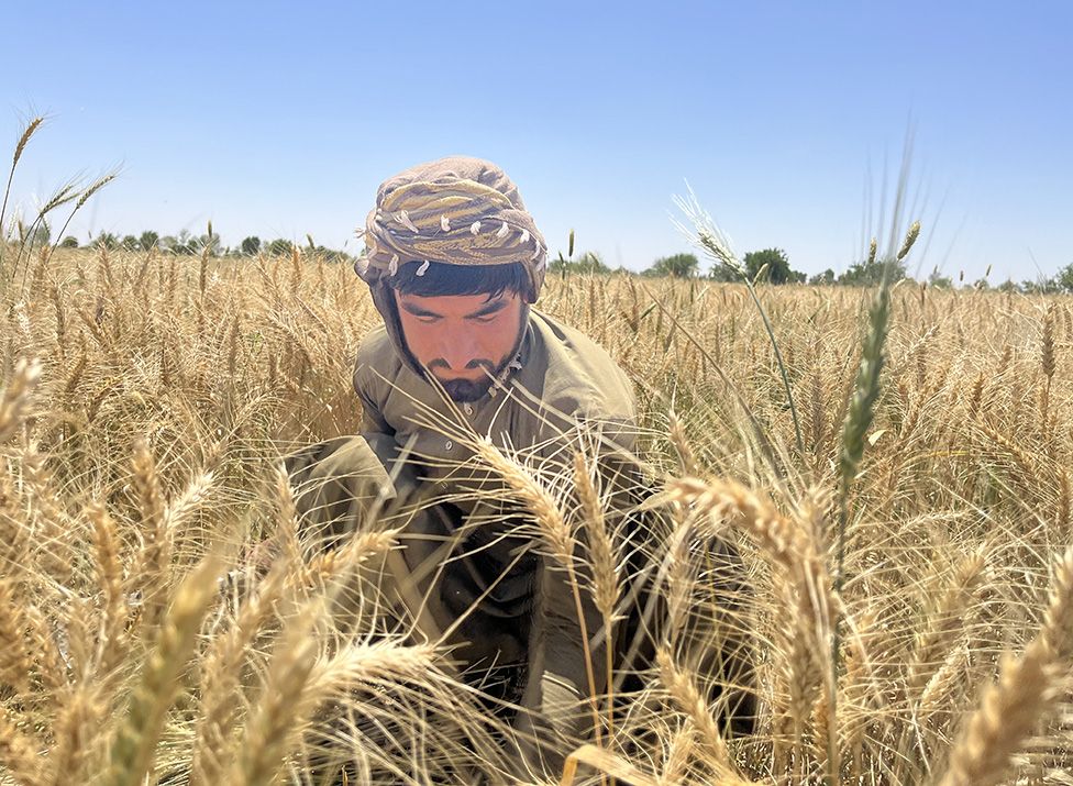 Farmer Niamatullah harvesting wheat in his fields