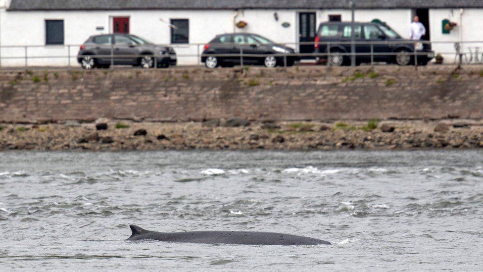 Fin whale at Inverness