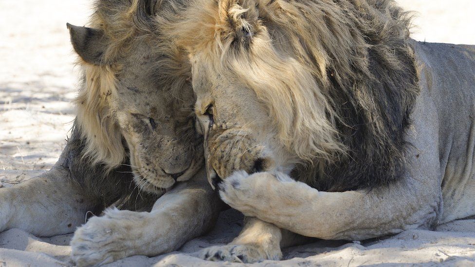 Dois leões machos parecem estar fofocando