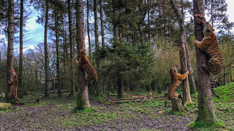 Whipsnade Zoo tigers climb trees for treats BBC Newsround