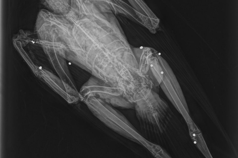 X-ray of shot goshawk