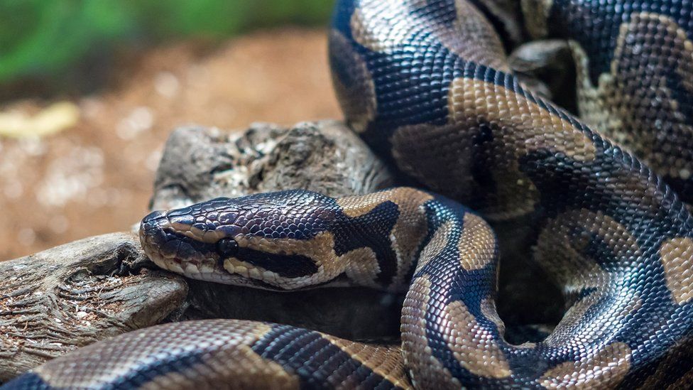 Royal python resting on a log in a terrarium - stock photo