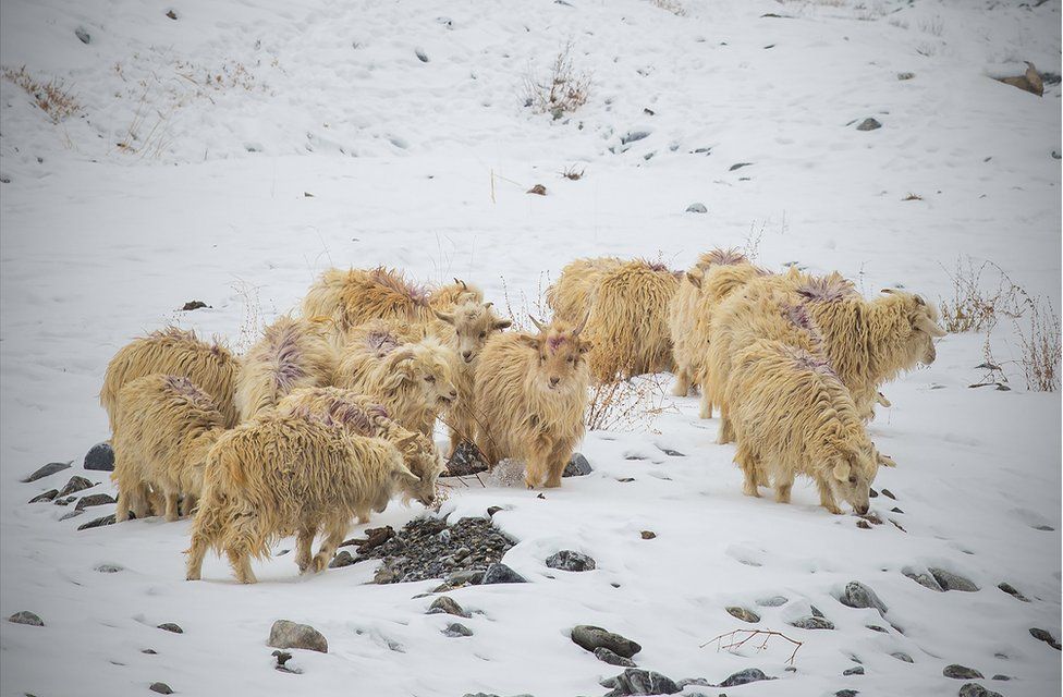 A herd of Changa goats in the snow