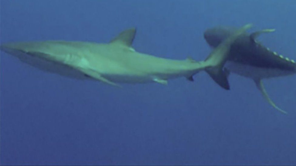 Rubbing Up against Sharks May Feel Good despite the Danger