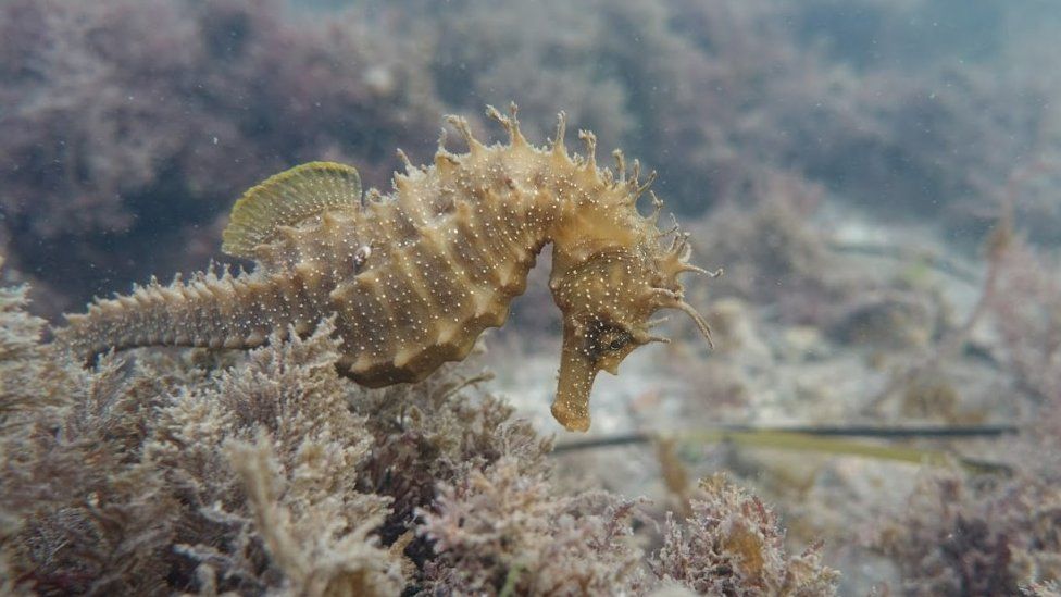 Snailless the seahorse