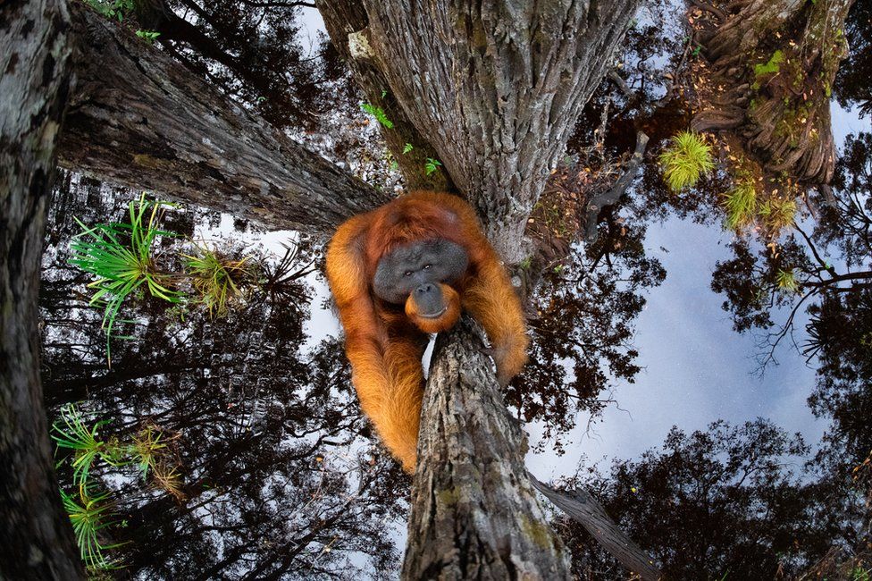 Изображение орангутана, взбирающегося на дерево с отражением неба в воде внизу