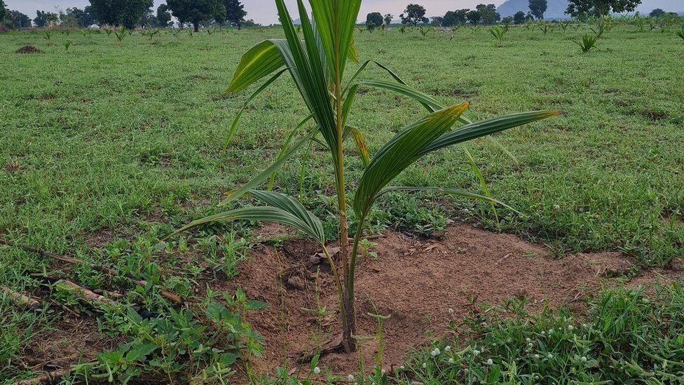 Coconut tree sprouting at Rayfield.