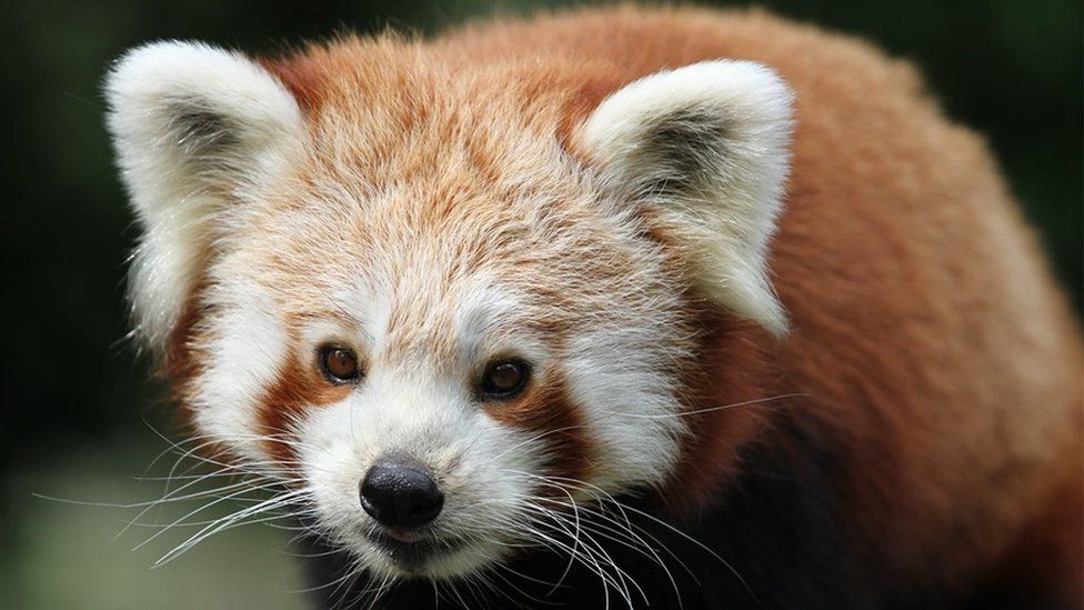 Two endangered red panda cubs born at Isle of Man wildlife park - BBC News