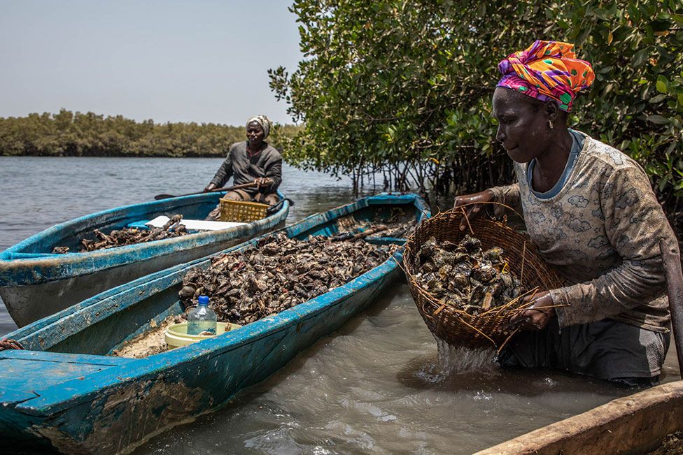 Women harvest oysters beside mangroves on the Gambia River in Gambia