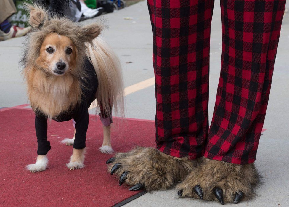 Dogs walk on the red carpet