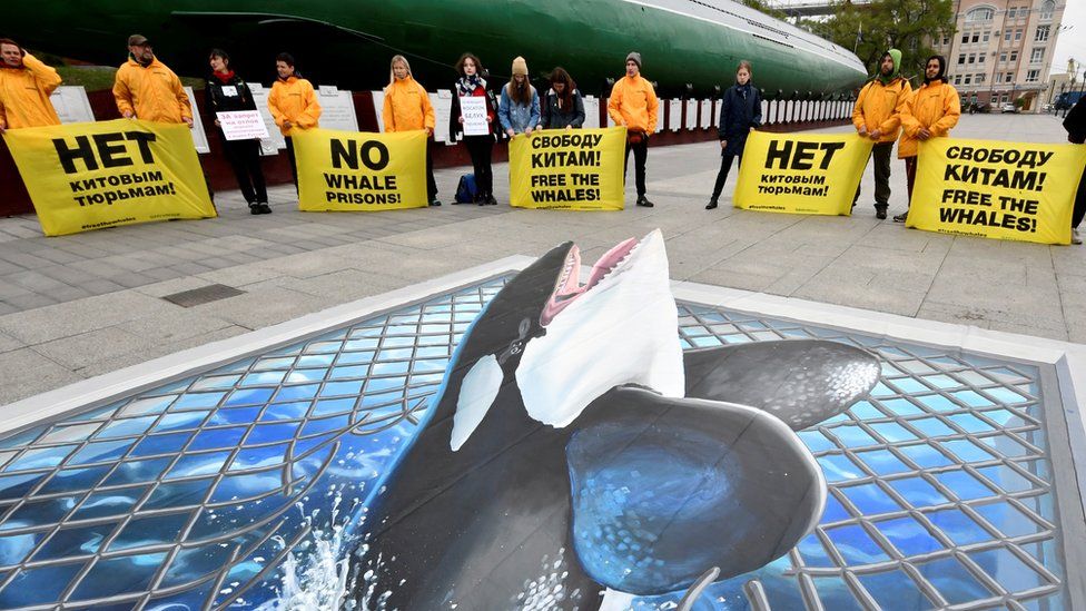 Activists protest about "whale jails" in eastern Russia