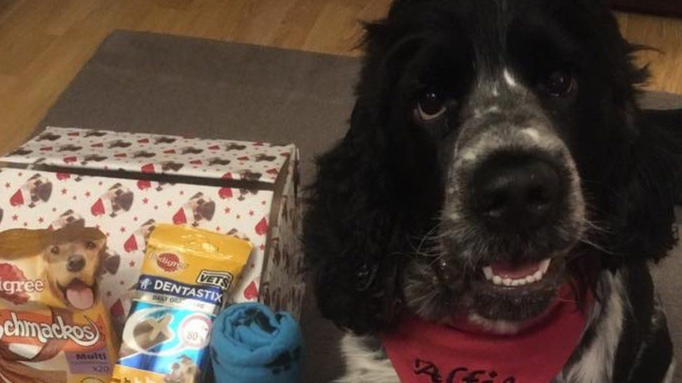 Dog walkers' Christmas gifts appeal for homeless pets BBC News