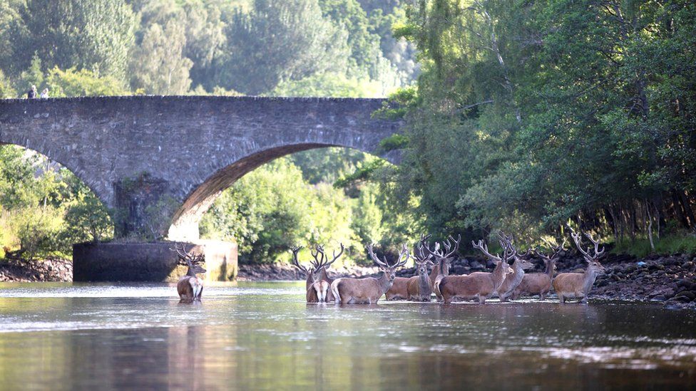 Stags in water