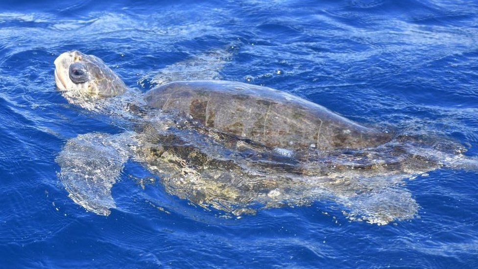 Оливковая морская черепаха Ридли