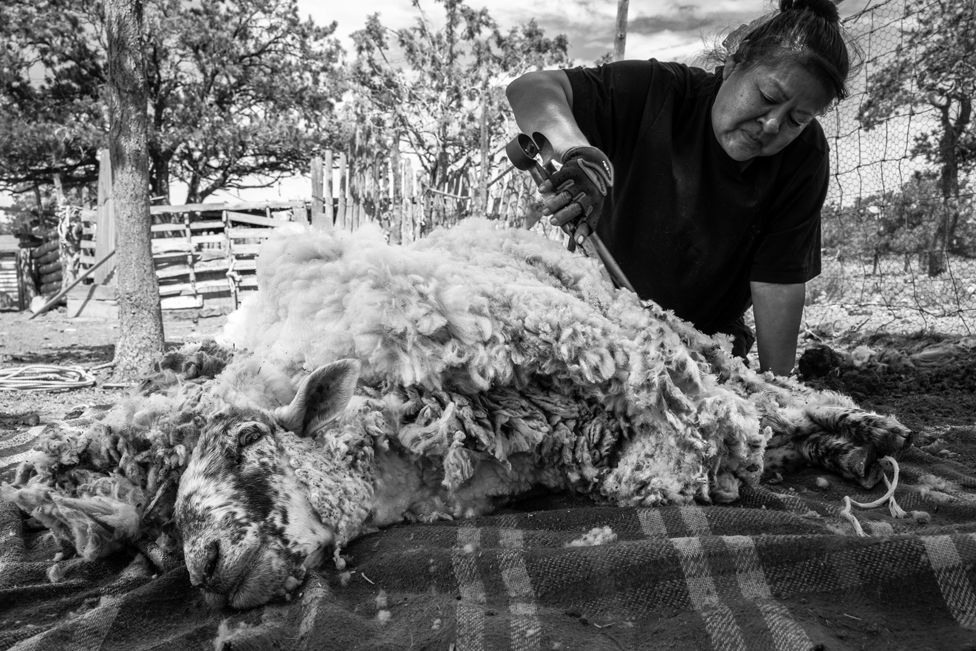 A Navajo woman uses shearing scissors to fleece a churro sheep, Chinle, Arizona, USA
