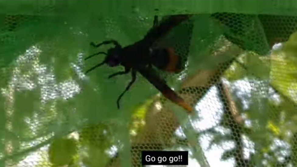Hornet caught in the mosquito net