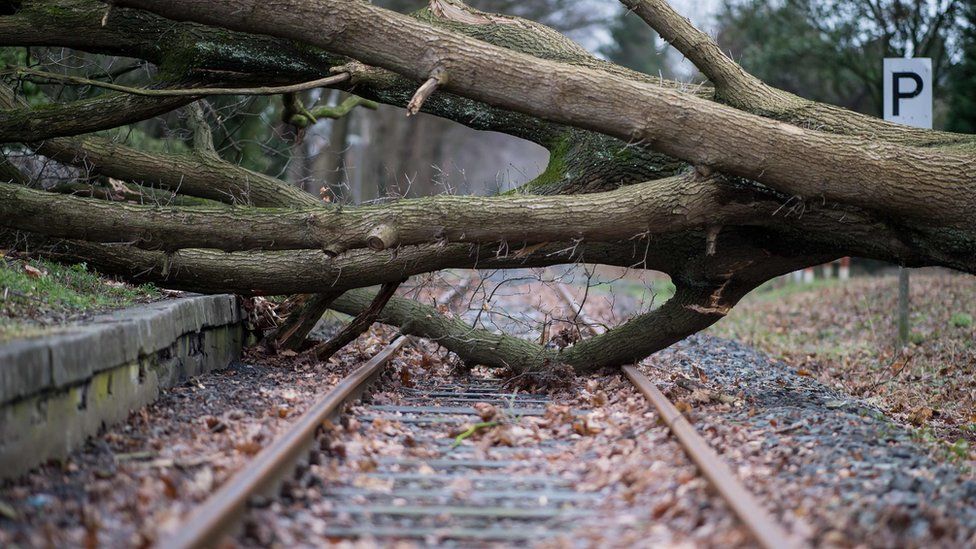 An uprooted tree lays on the rails in Muenster, northwestern Germany, on January 18, 2018, as many parts of the country are hit by cyclone "Friederike".