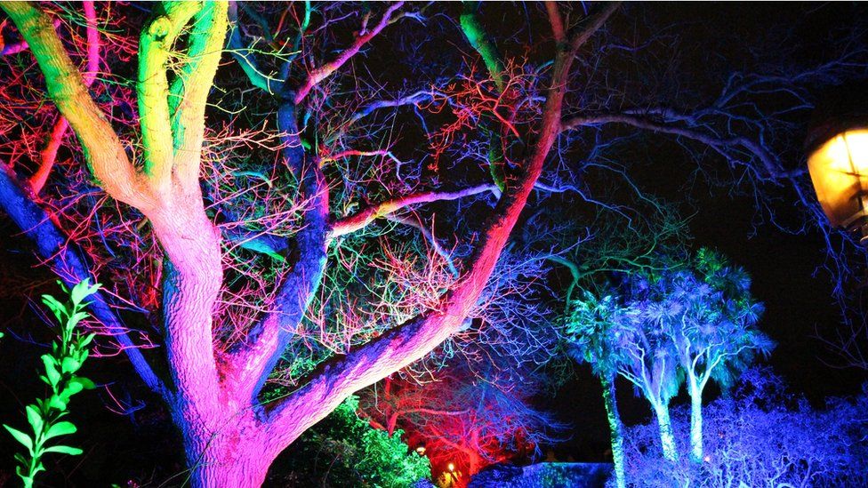 Event will 'shine a light' on Jersey park's trees - BBC News