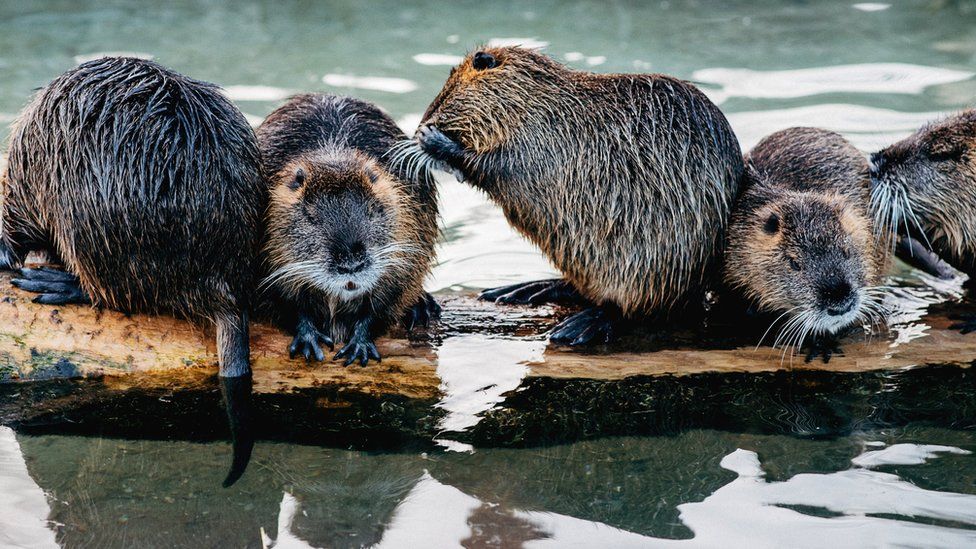 Beavers on log