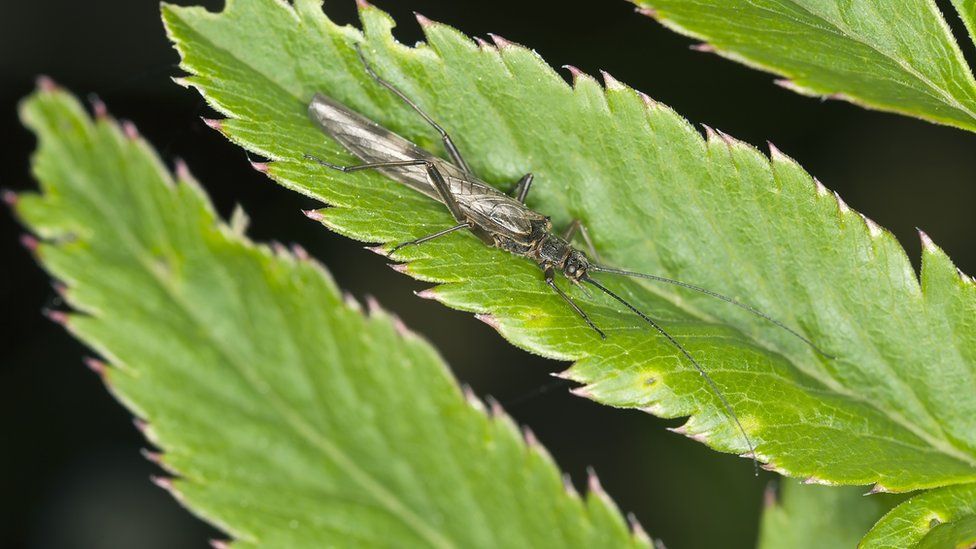 Stonefly sitting on a lead