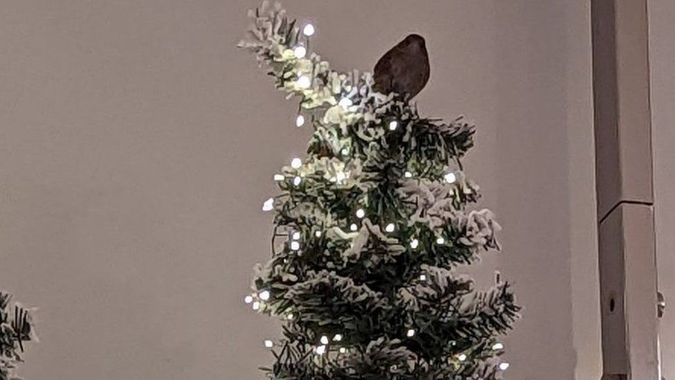 Bird sitting on Christmas tree decoration in Next, Newcastle