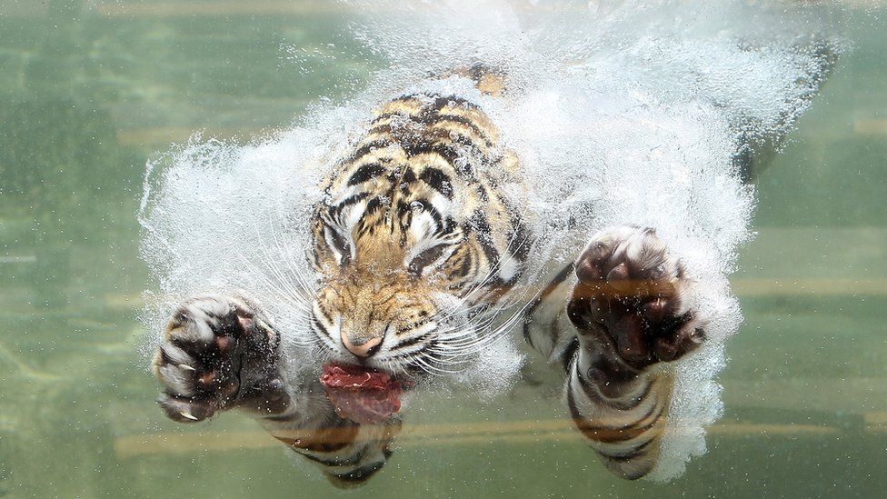 Unduh 9400 Gambar Harimau Menerkam Mangsa Terbaik Gratis