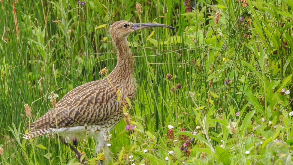 An adult Curlew, recognisable by its' large bill, in the grass