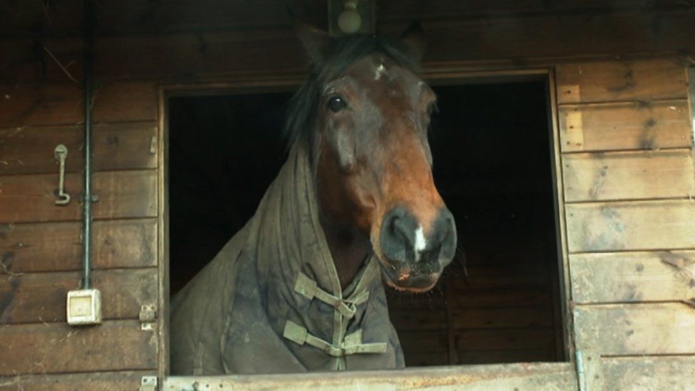 A brown horse