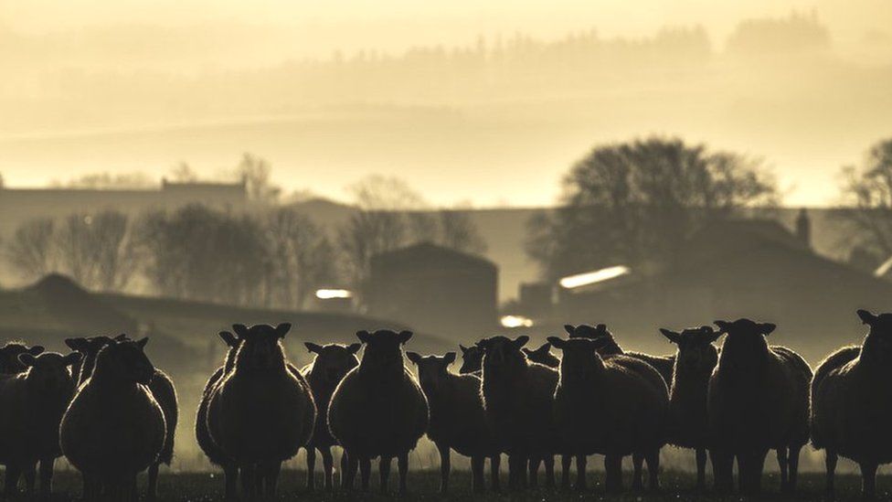 Sheep on a Scottish farm