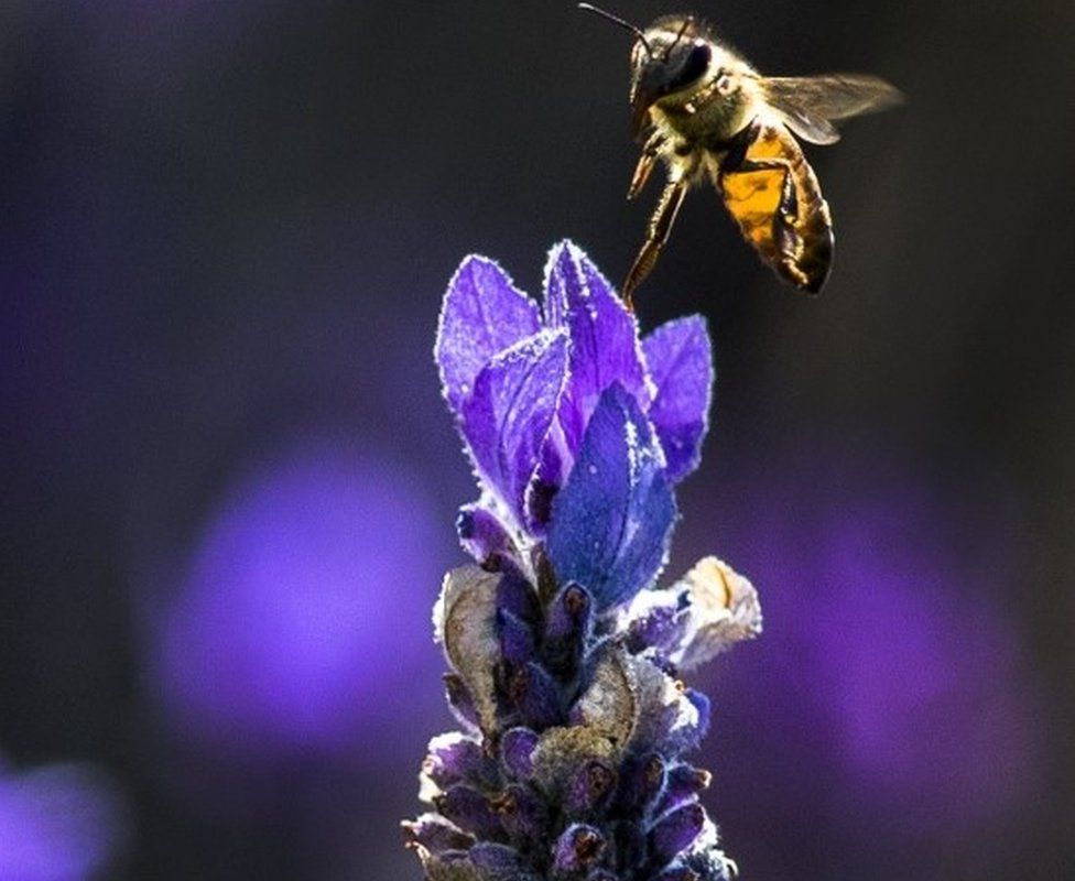 Bees fly amongst a lavender bush in Cape Town, South Africa, 18 November 2017. Bee colonies are under stress recovering from an American foulbrood disease outbreak in 2015 which killed off forty percent of all bees in the Western Cape.