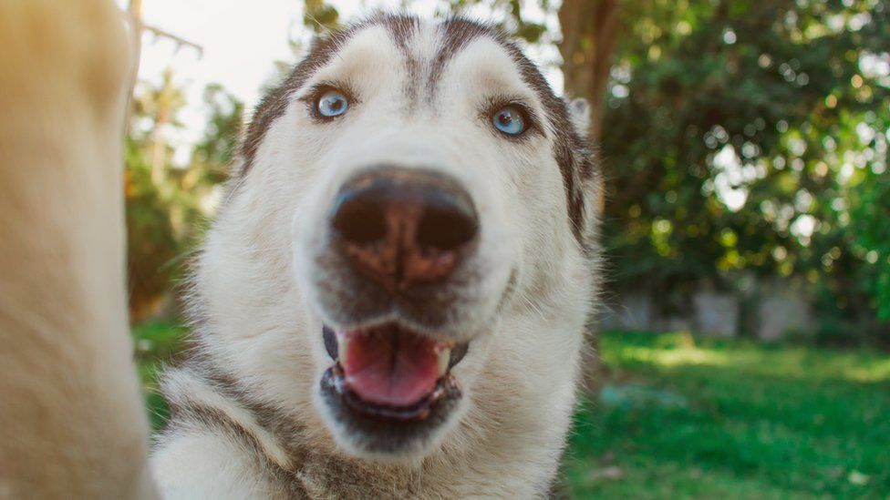 A stock image of a dog posed to make it appear it is taking a selfie