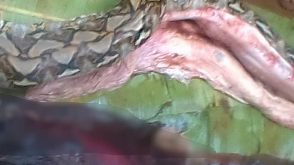 Lebih Panjang Dari Ular Makan Orang Di Sulawesi Ular Piton
