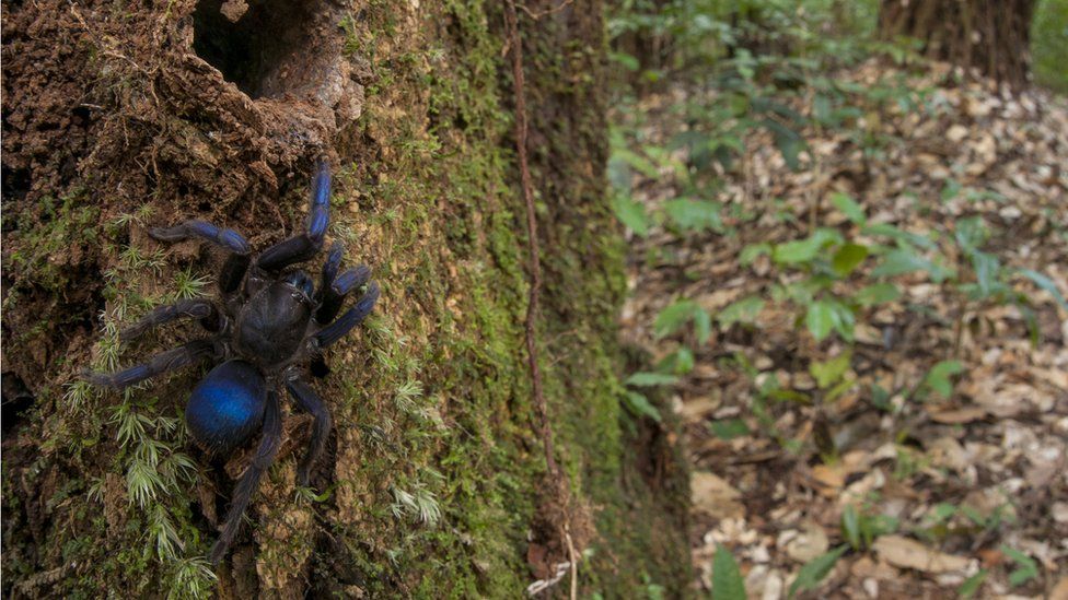 This tarantula of subfamily: Ischnocolinae) was discovered on a rotting tree stump along the upper Potaro River in Guyana.