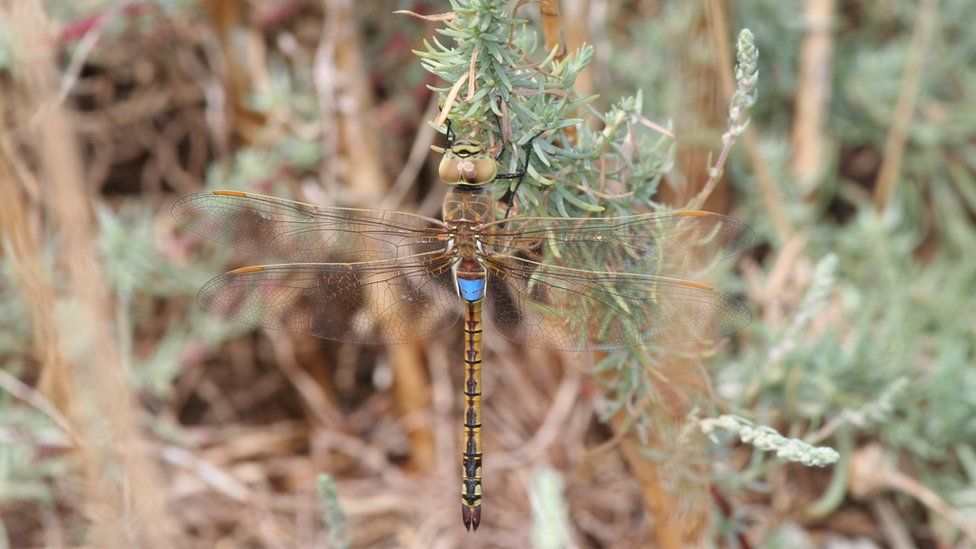 Vagrant emperor dragonfly