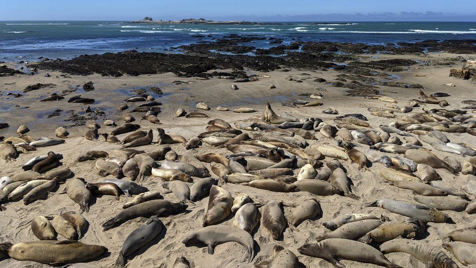 Elephant seals on a beach
