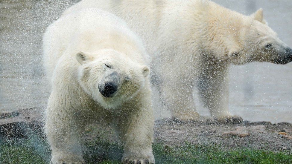 Polar bear cubs