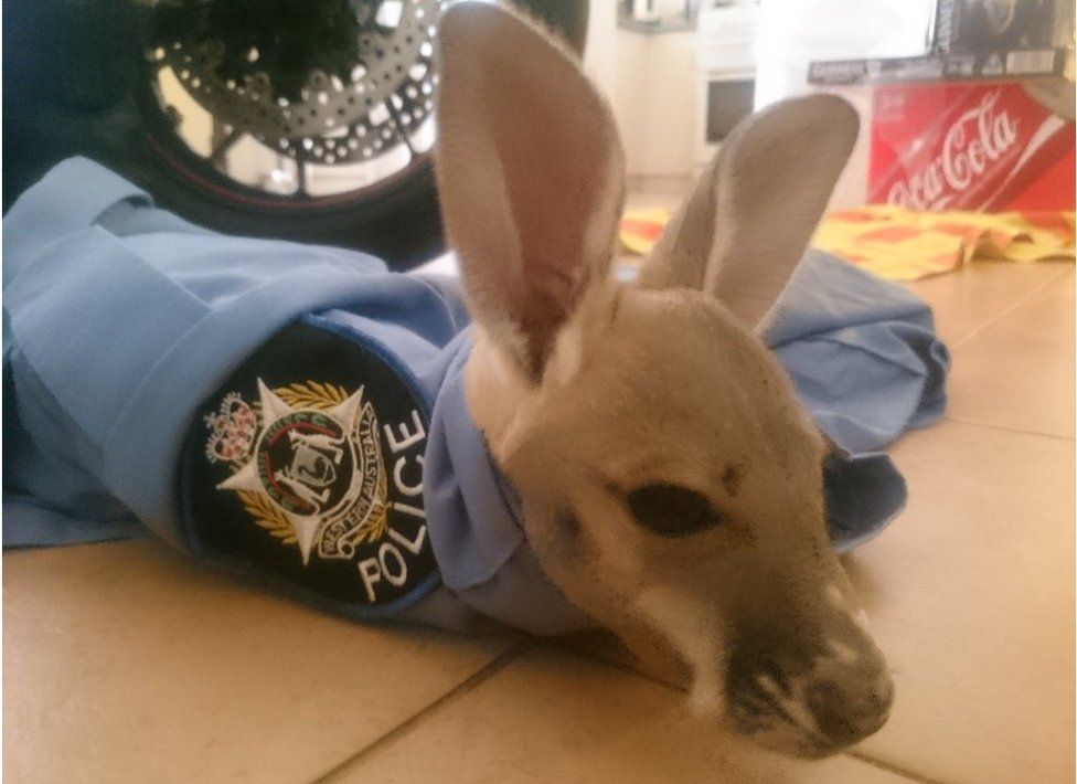 Cuejo the joey in a police uniform