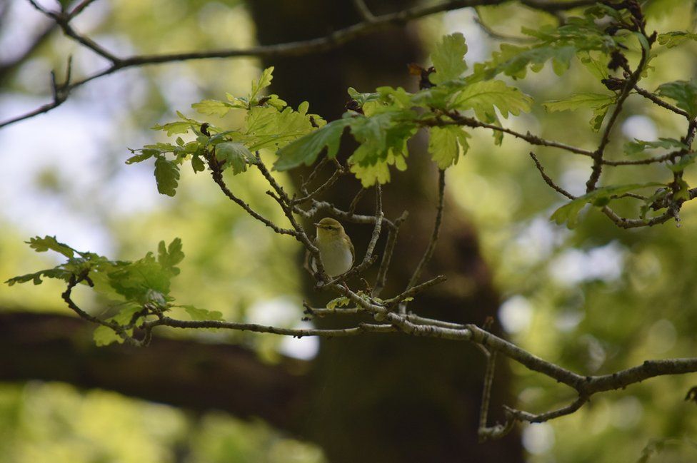Wood warbler