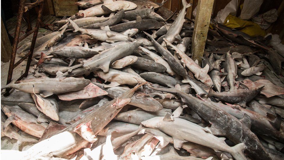 A pile of dead sharks in the hull of a fishing vessel
