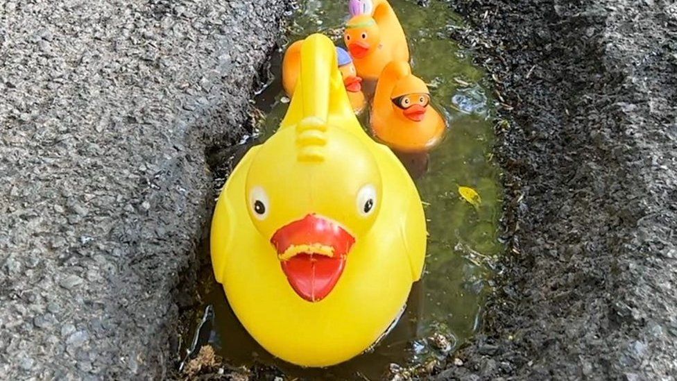 Rubber ducks in a pothole