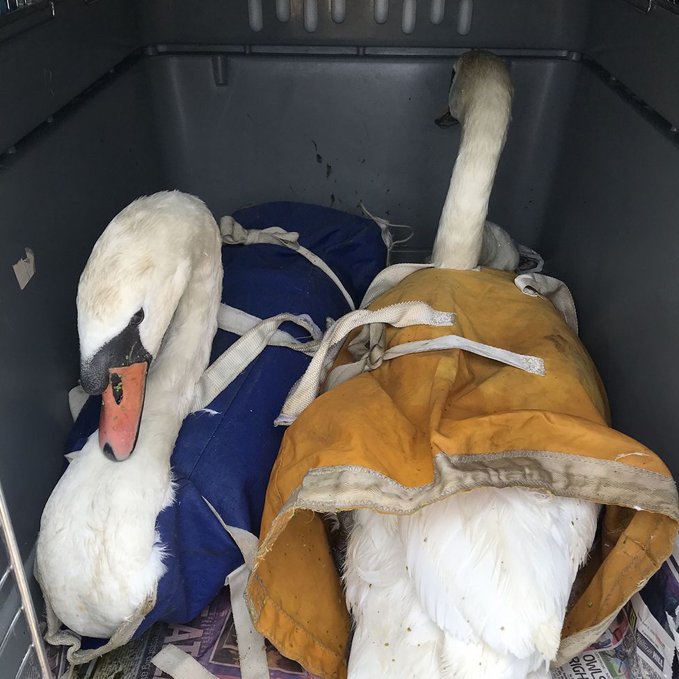 Two swans in an RSPCA rescue crate