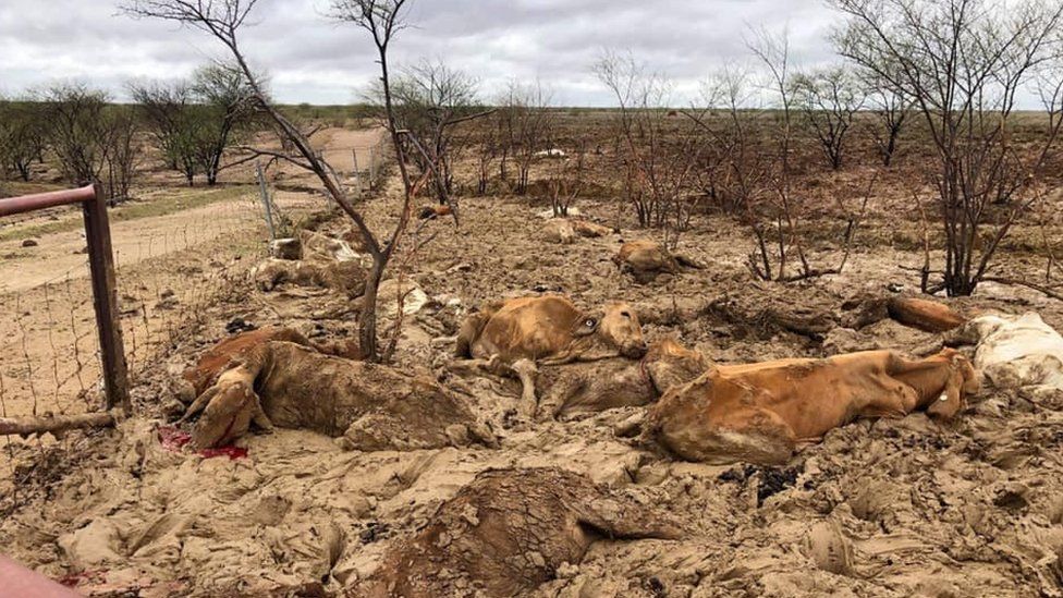 Dead cattle in mud on Rachael Anderson's cattle station in Julia Creek, Queensland