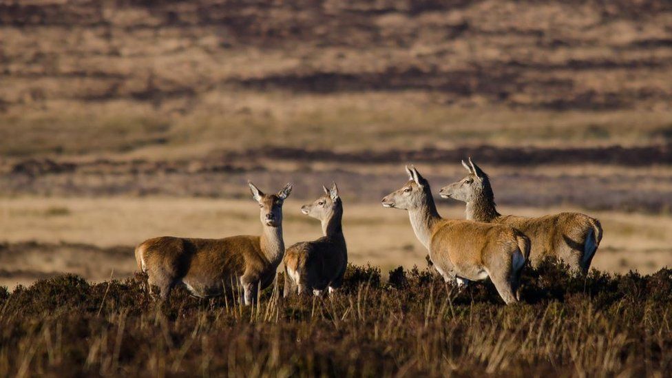 Red deer standing in a group on Exmoor