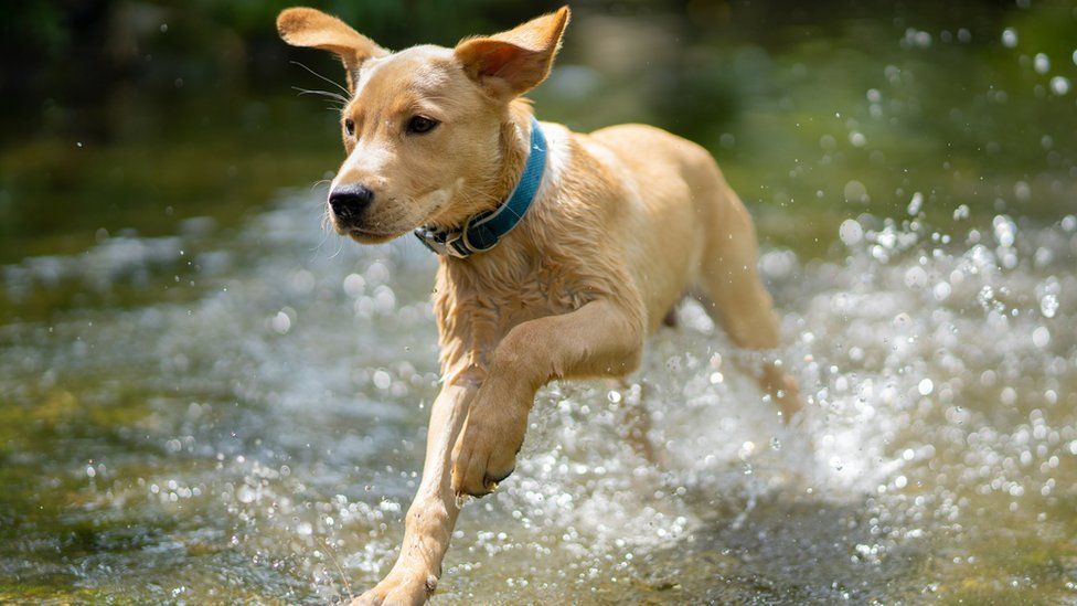 Generic image of dog in river