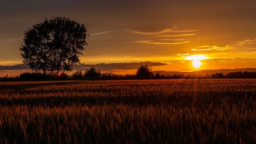 Barley at sunset