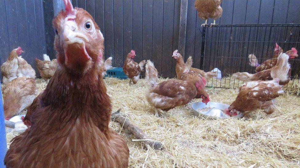 Hens at Margaret Green Animal Rescue Centre
